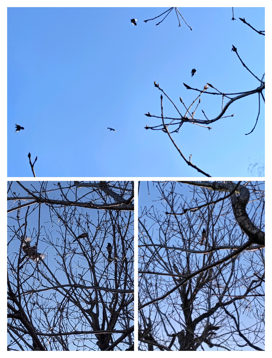 Целое сорочье представление с полётами и ловким (или неловким) приземлением на ветки дерева. 