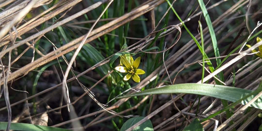 Гусиный лук и хохлатки играют в прятки