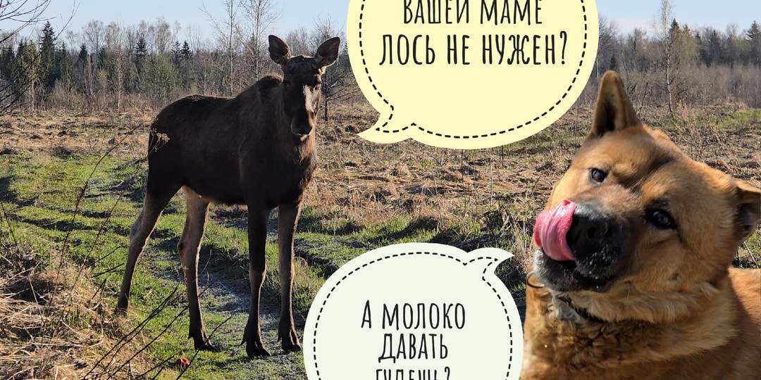 Лось Степан быкует на меня с утра пораньше. Яблоки ему не нужны! Пёс Кубик купил себе новую рыбу