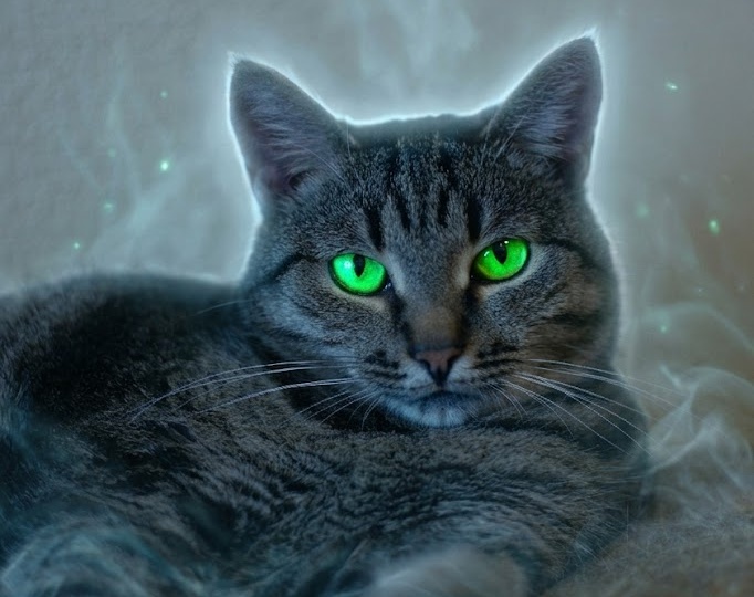 🐱 🏡 Ищет тихую гавань: Лиза — кошка с душой аристократки и взглядом, от которого сердце тает 😍