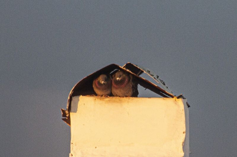 В Самарской области объявлена угроза атаки БПЛА