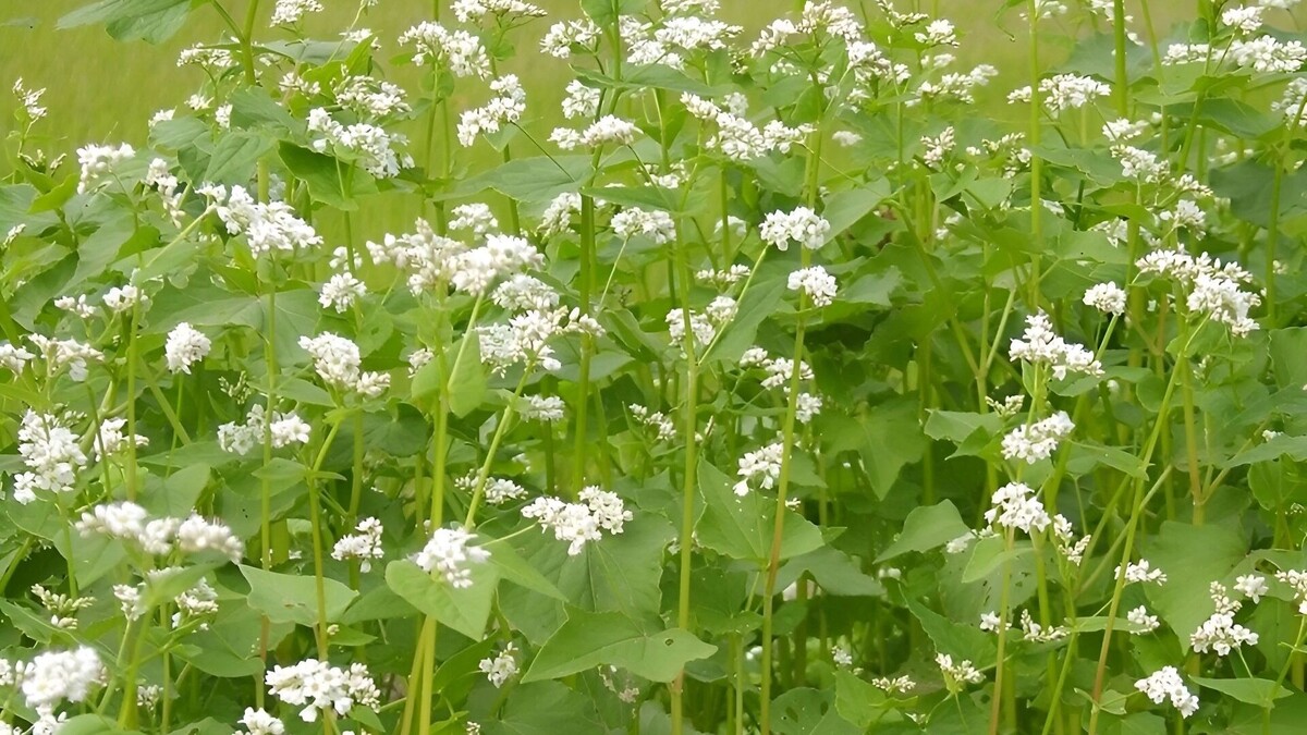    гречиха   freepik.com