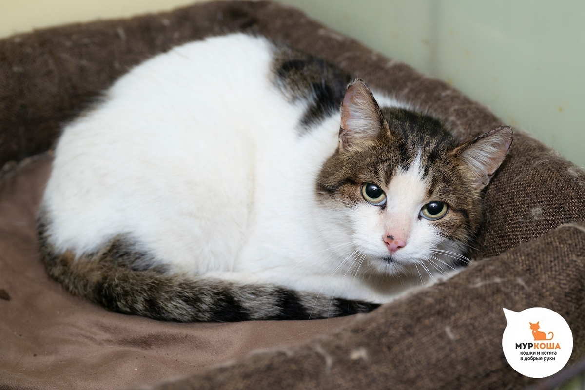 Троянду нашли на улице.