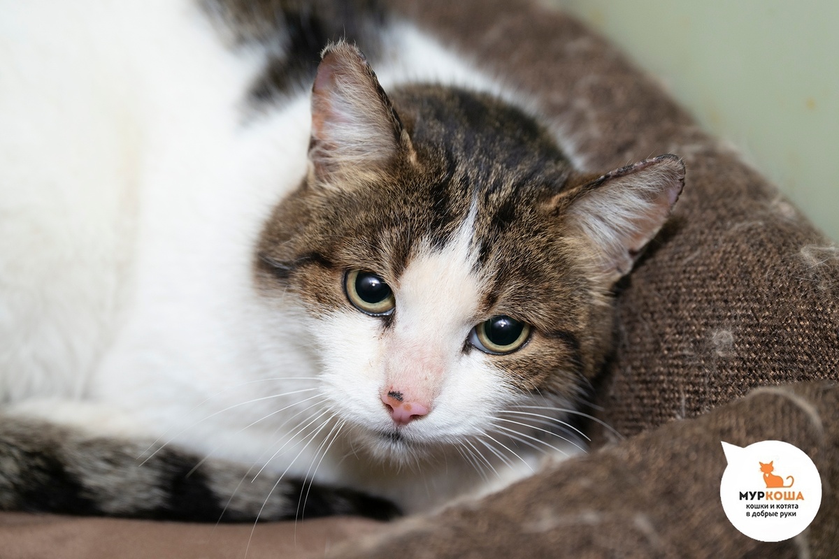 Мурчание и теплота Троянды будут повышать вам настроение.