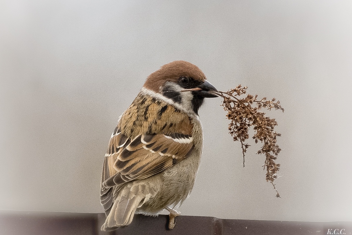 Полевой воробей, фото автора