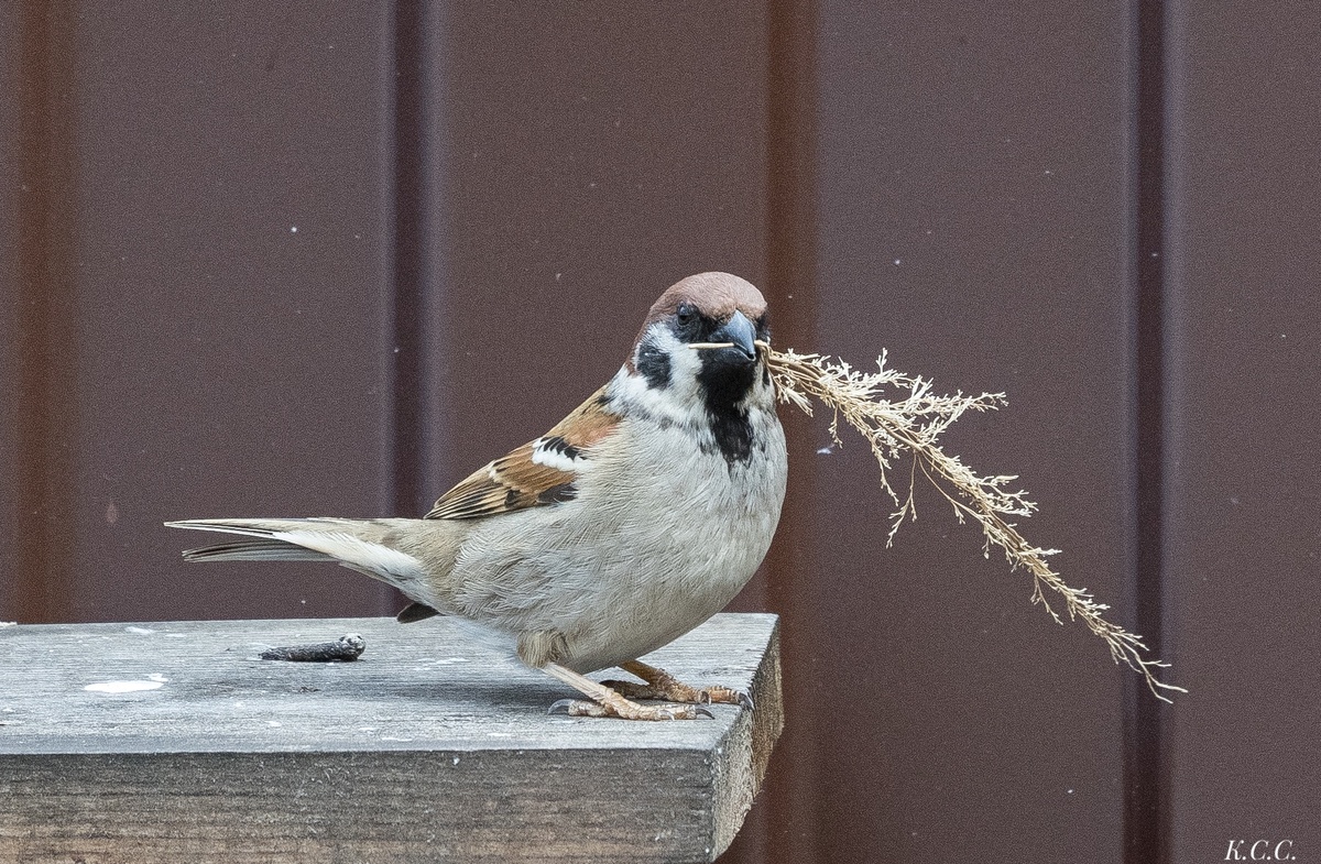 Полевой воробей, фото автора