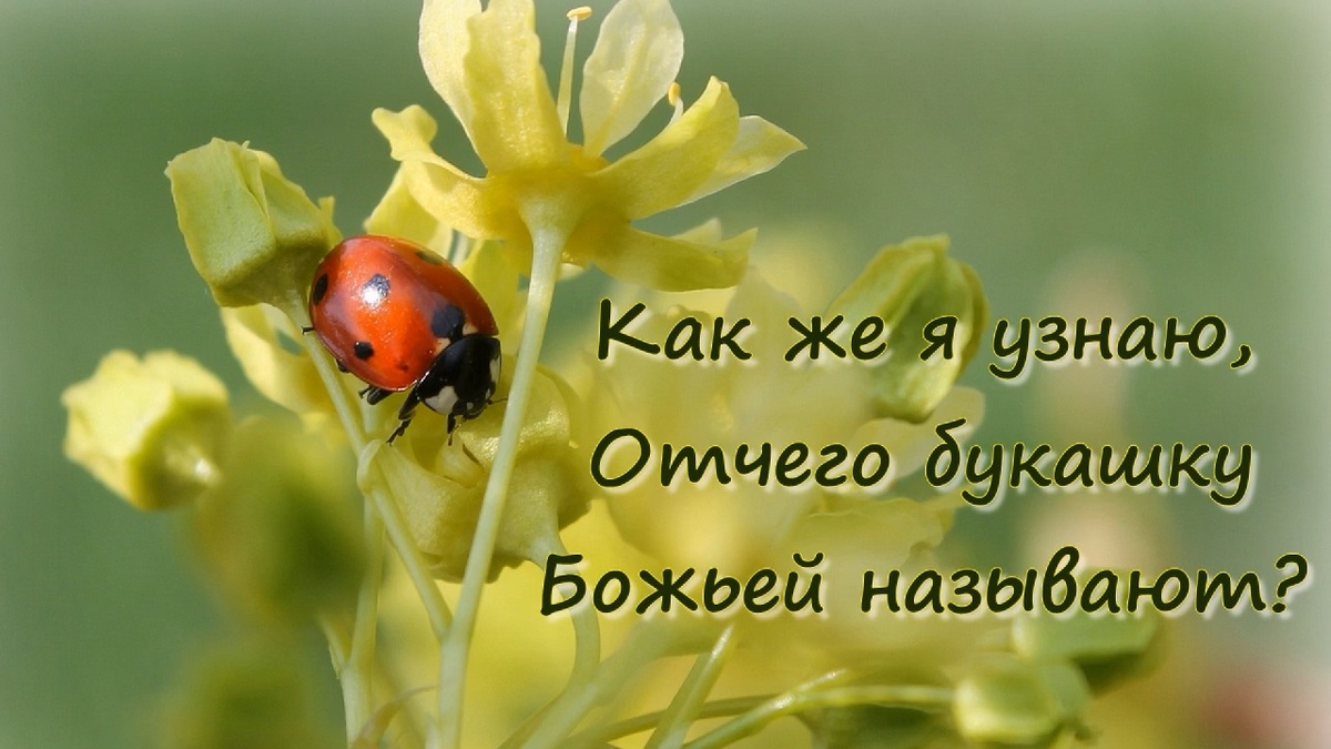 Божия коровка Фото из личного архива