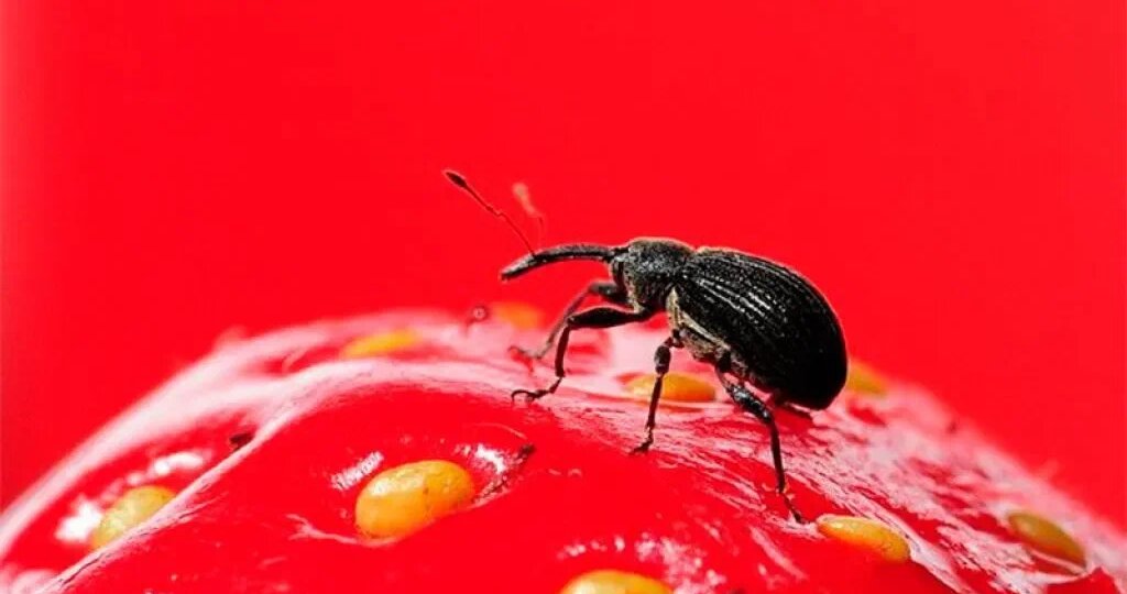 Защита земляники от долгоносика: сохраняем первый урожай без химии