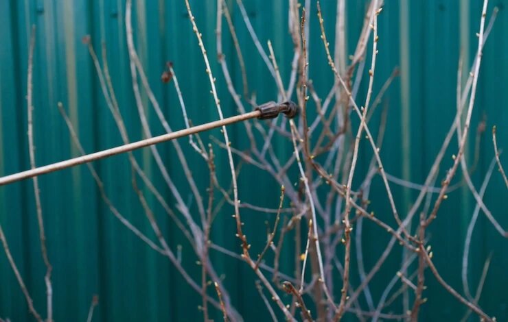 фото 123RF/tanitost