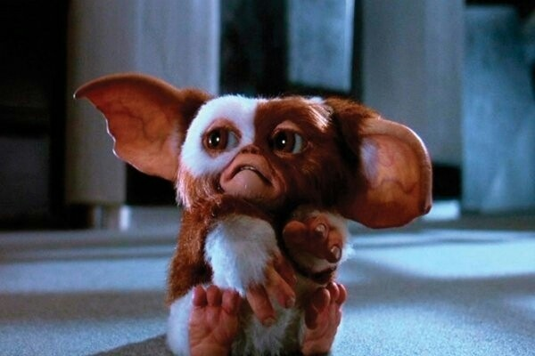 правда, Гизмо, похоже не в восторге от того, что от него подумывают избавиться