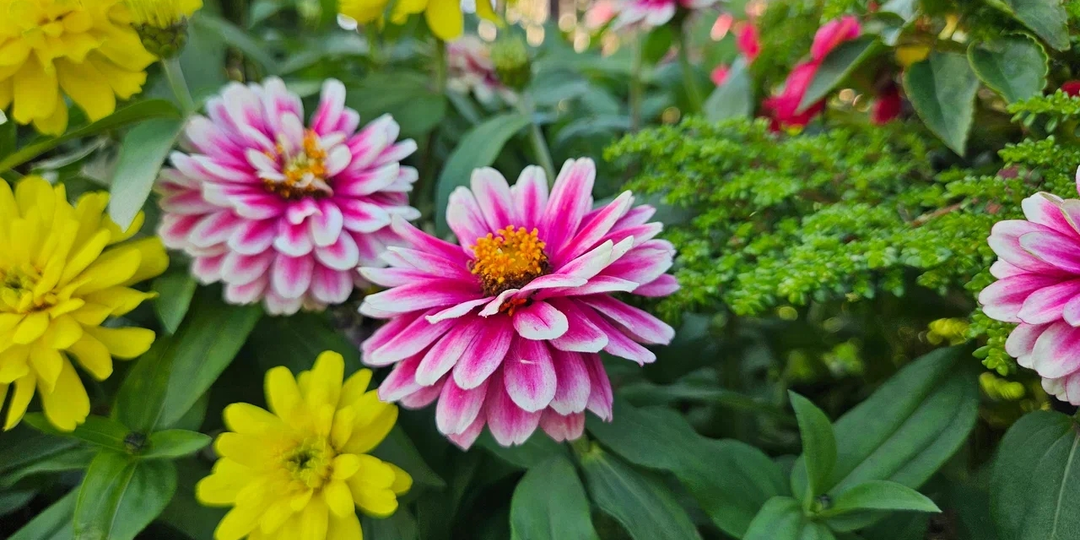 Не делаете так - много теряете: основные нюансы правильного черенкования цинний