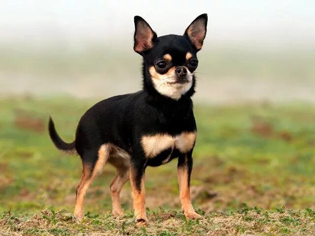 Любовь в миниатюре: история о лучших мини-собачках — Чихуахуа, Йорке и Померанце