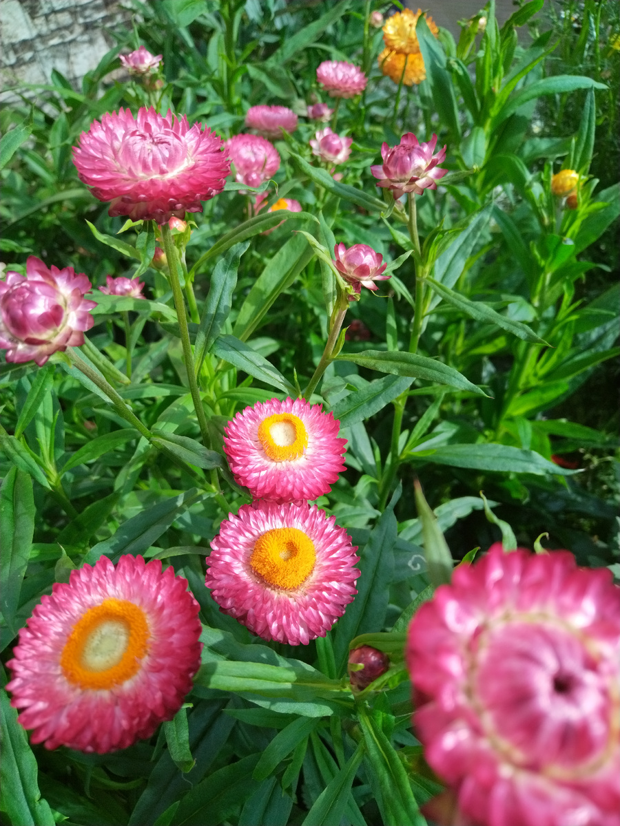 фото автора  сухоцветы