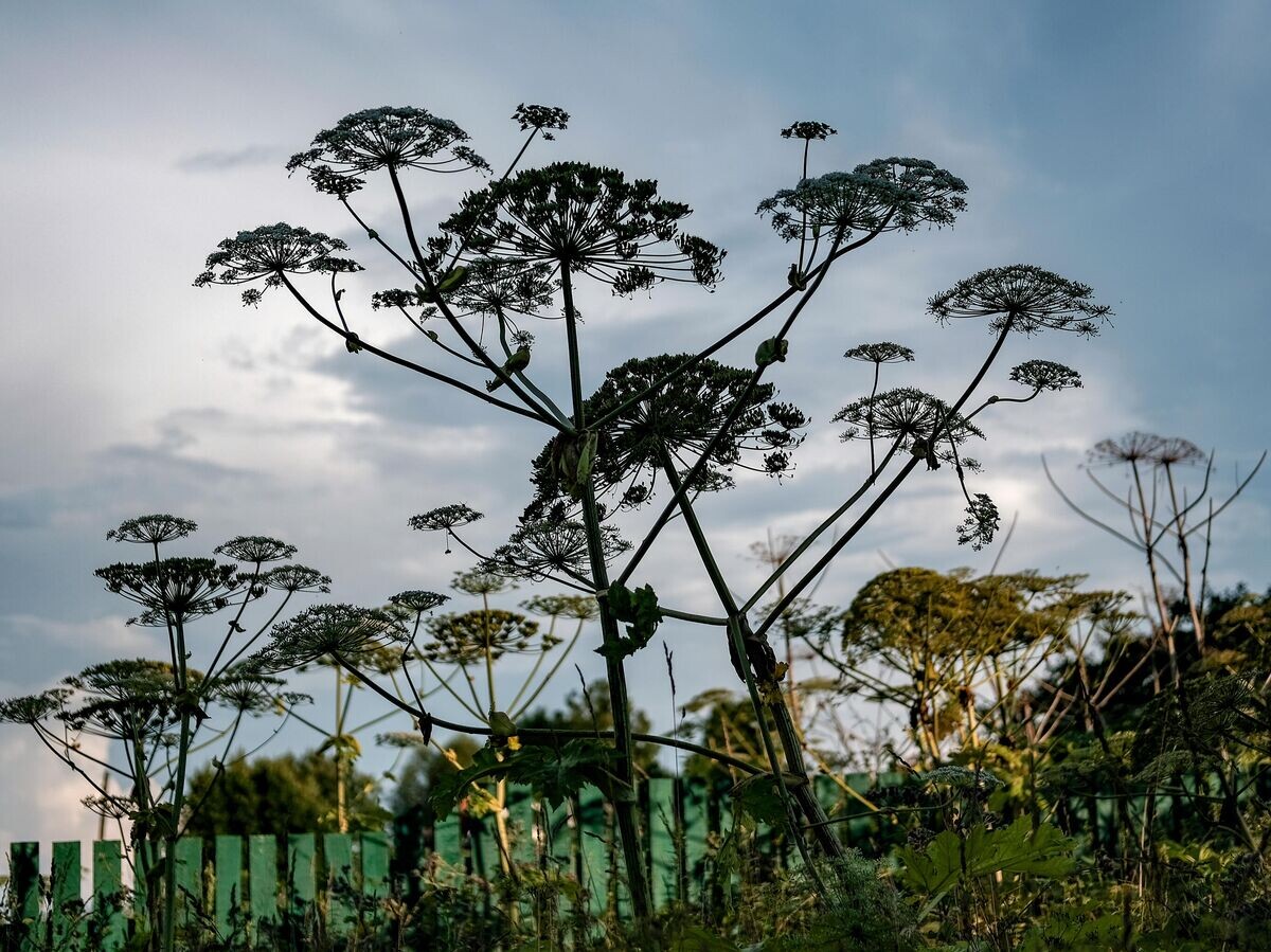    Борщевик Сосновского в Можайском районе Московской области | © РИА Новости / Александр Вильф