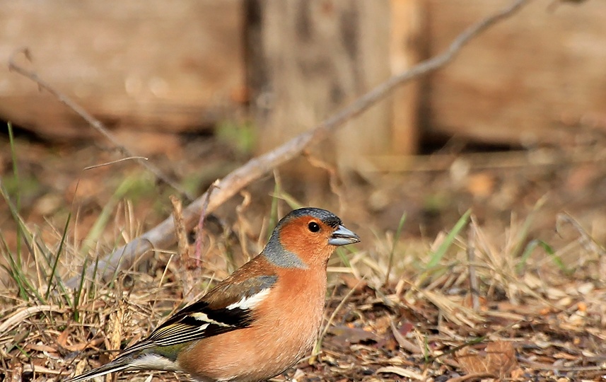 Зяблик в гости залетел. Весенние заметки.