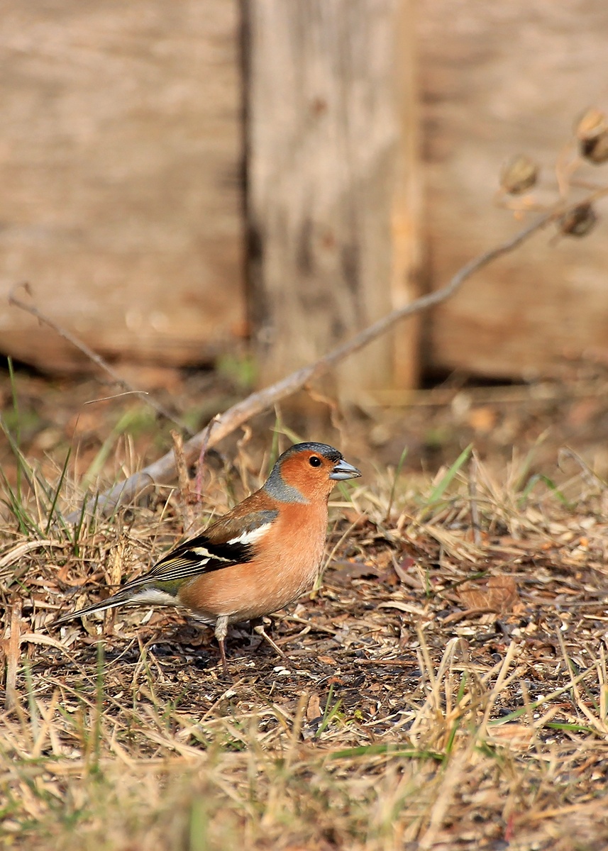 Зяблик у дома.   14.04.2022г.