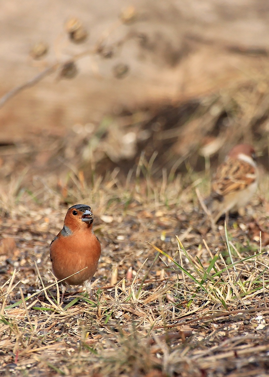 Зяблик у дома.   14.04.2022г.