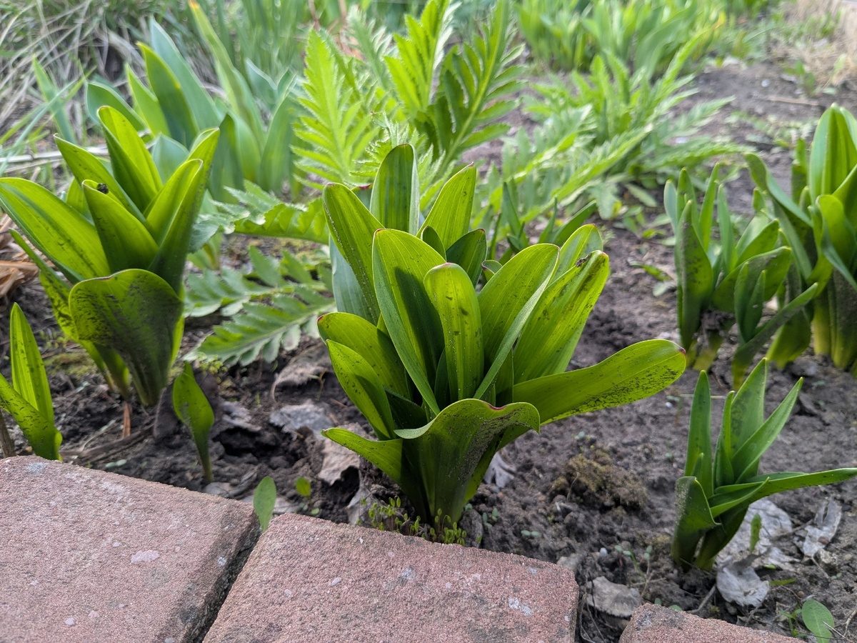 Безвременники и маки
