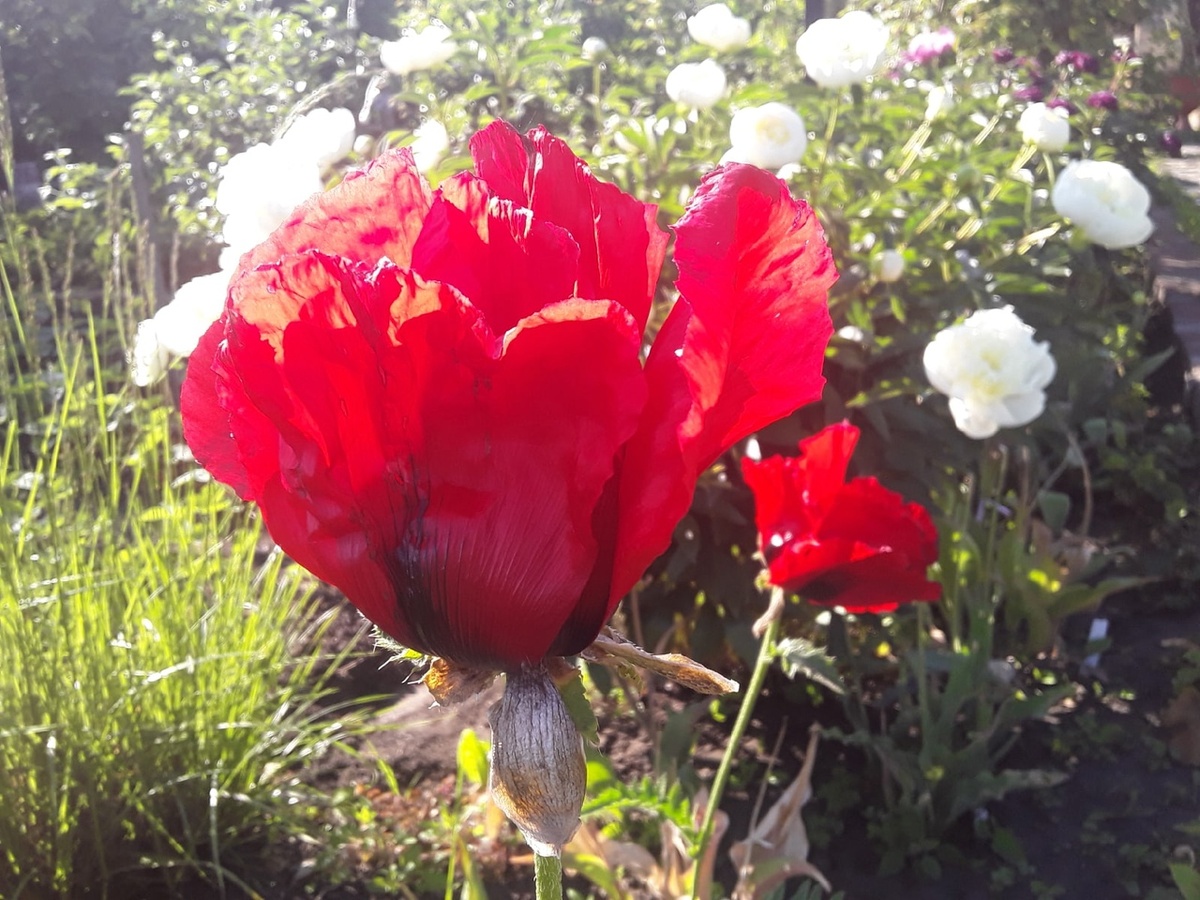 Мак восточный Beauty of Livermere