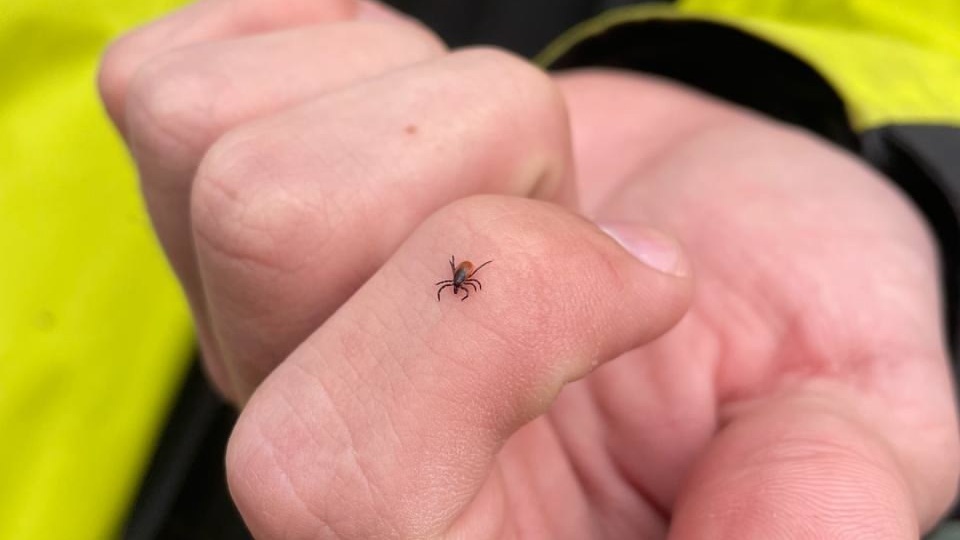 Красноярские клещи поражают своей живучестью