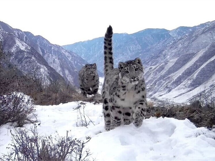     Фото: фотоловушка заповедника «Саяно-Шушенский» и национального парка «Шушенский бор»