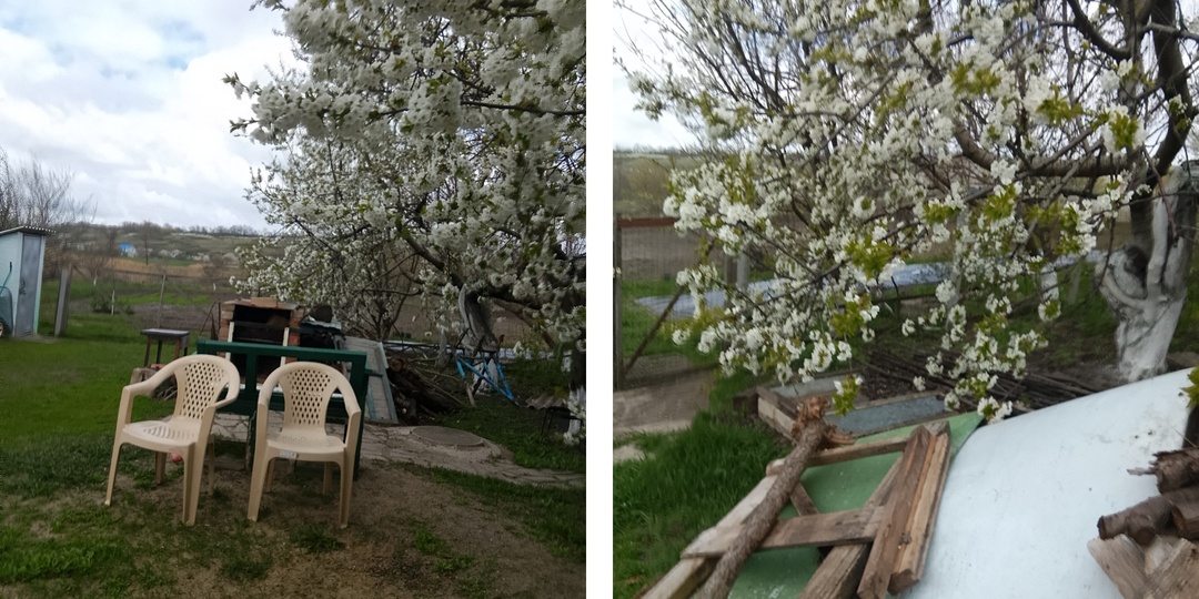 Цветущие сады, погода, немного мыслей