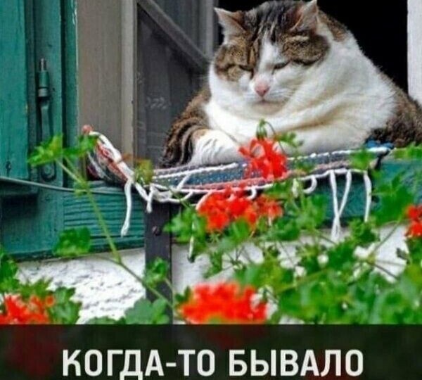 Прикольные мемы для поднятия настроения