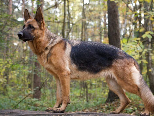 Немецкая овчарка: История, особенности, уход, дрессировка и путь от щенка до охранника