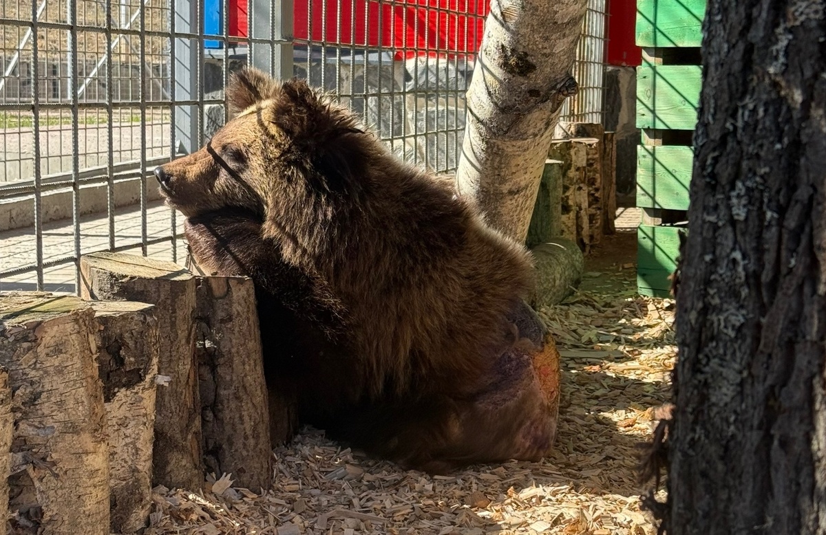    фото: © Карельский зоопарк / VK