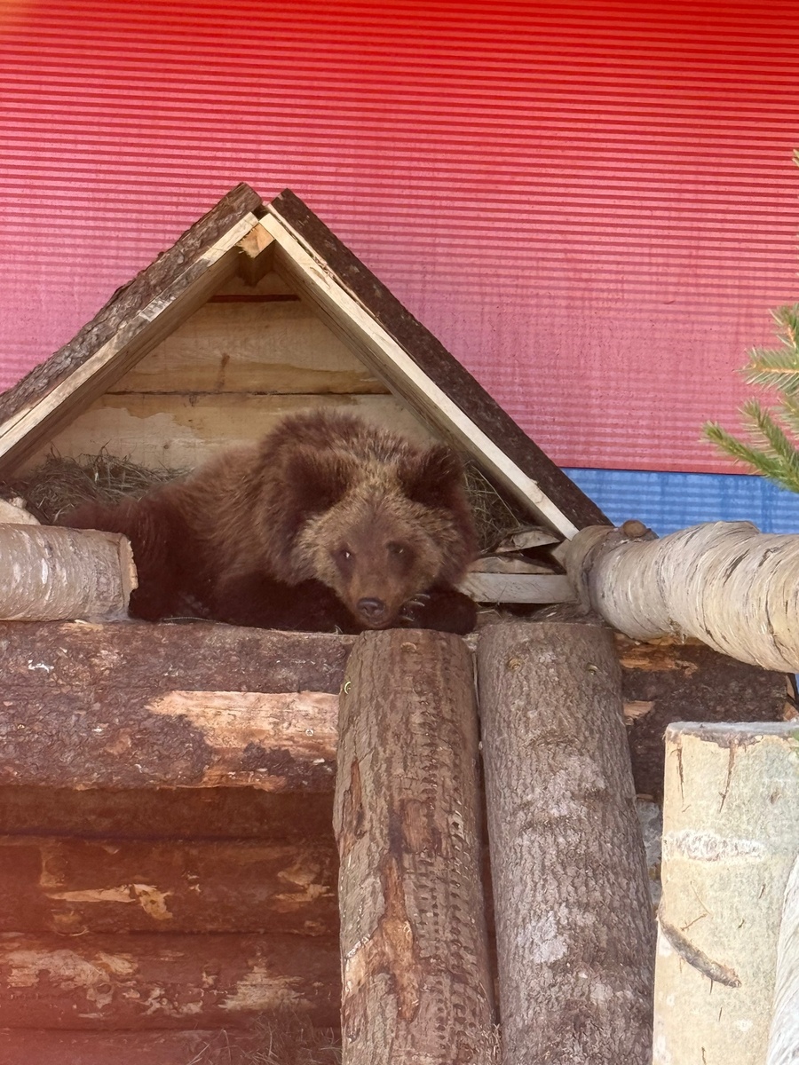    «Ему очень понравилась ряпушка»: в Карельском зоопарке рассказали о состоянии спасенного в Иркутске медвежонка© Карельский зоопарк / VK