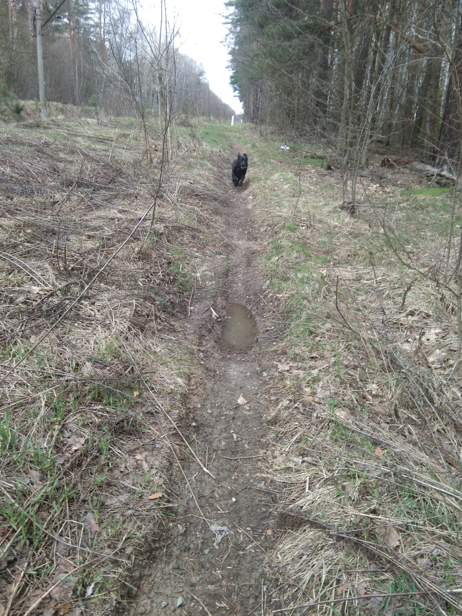 Фото автора. Лес в воскресенье. 