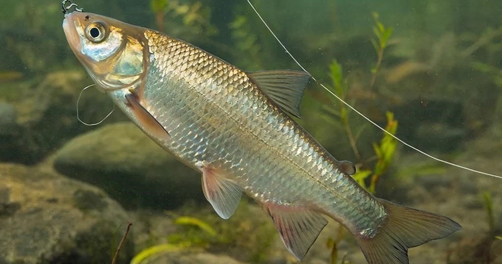 Плотва прет как сумасшедшая — и все благодаря этим 3 насадкам: клюет даже в мутной уральской воде