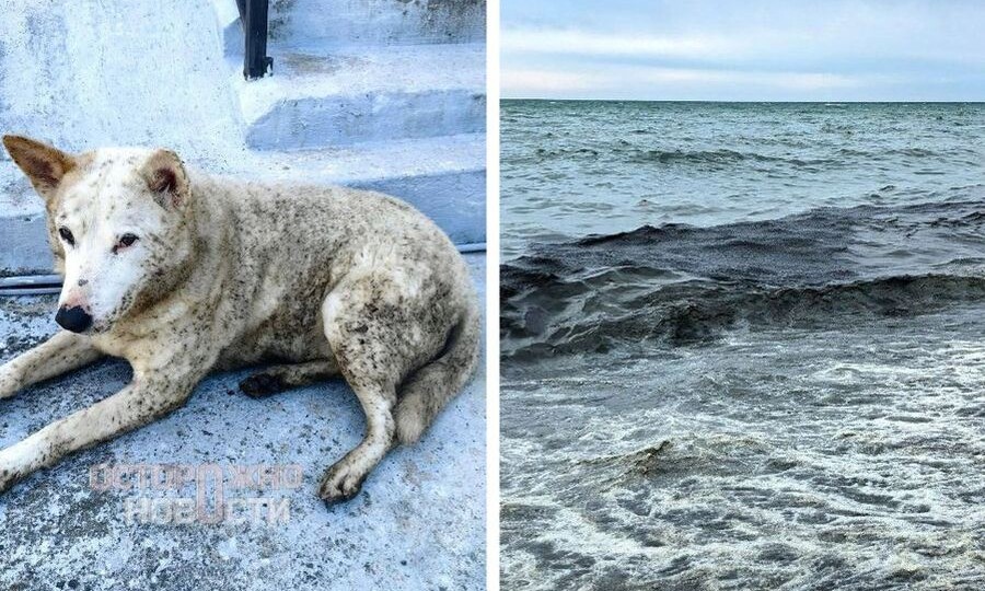 «Помогите нам!»: после массированных атак беспилотников Туапсе терпит экологическое бедствие — на город пролились «нефтяные» дожди