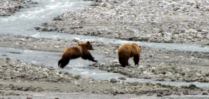 На курильском острове возле школы отстрелили медведя
