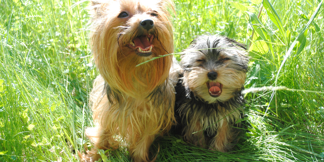 Наш Йорк — долгожитель?