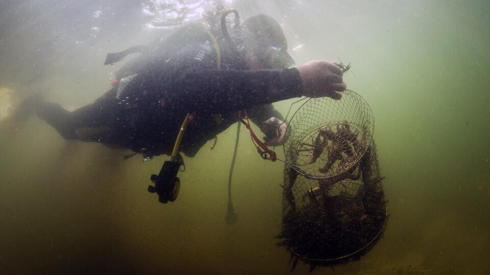    Браконьеров поймали во время подводной охоты в Ростовской области РИА Новости/Антон Денисов