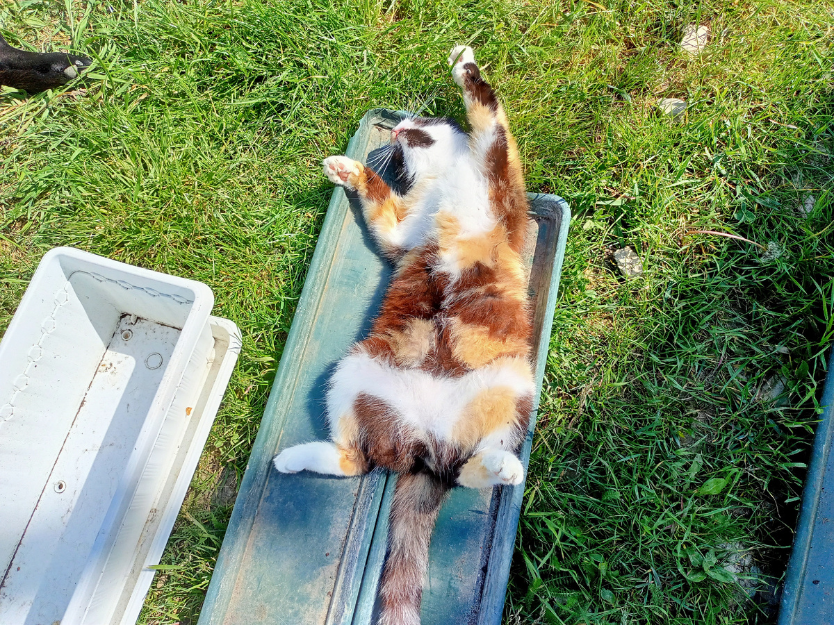 Моя кошка Мыня