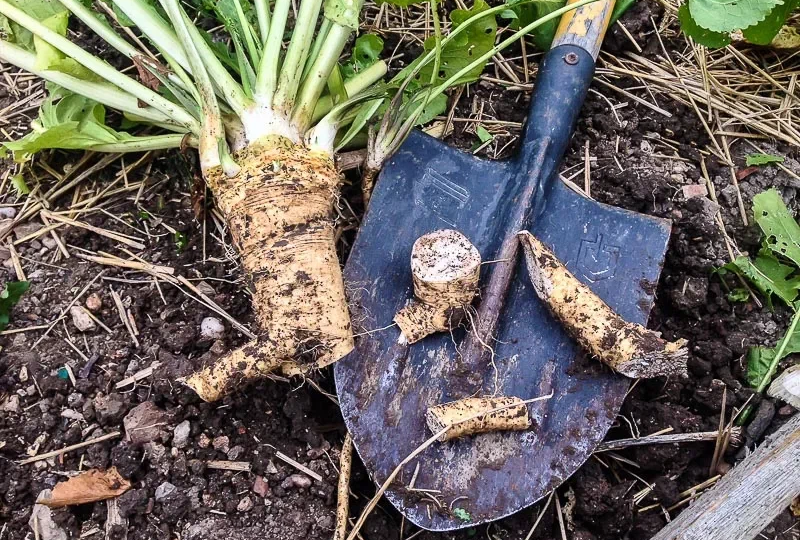 Хрен: как сорняк с дачи оказался в каждой лаборатории мира