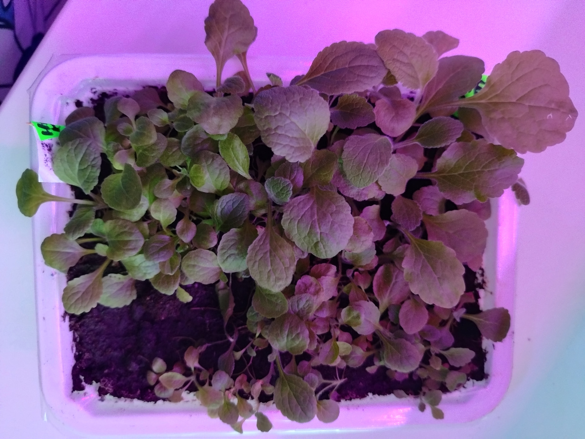 Фото моё. Наперстянка