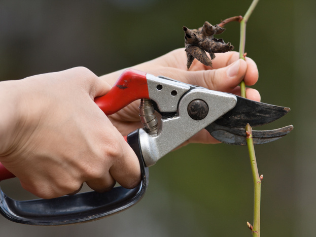 Когда, зачем и как обрезать розы