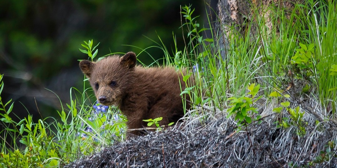 Дружба, которая лечит: история медвежонка Дыньки и щенка Арбузика