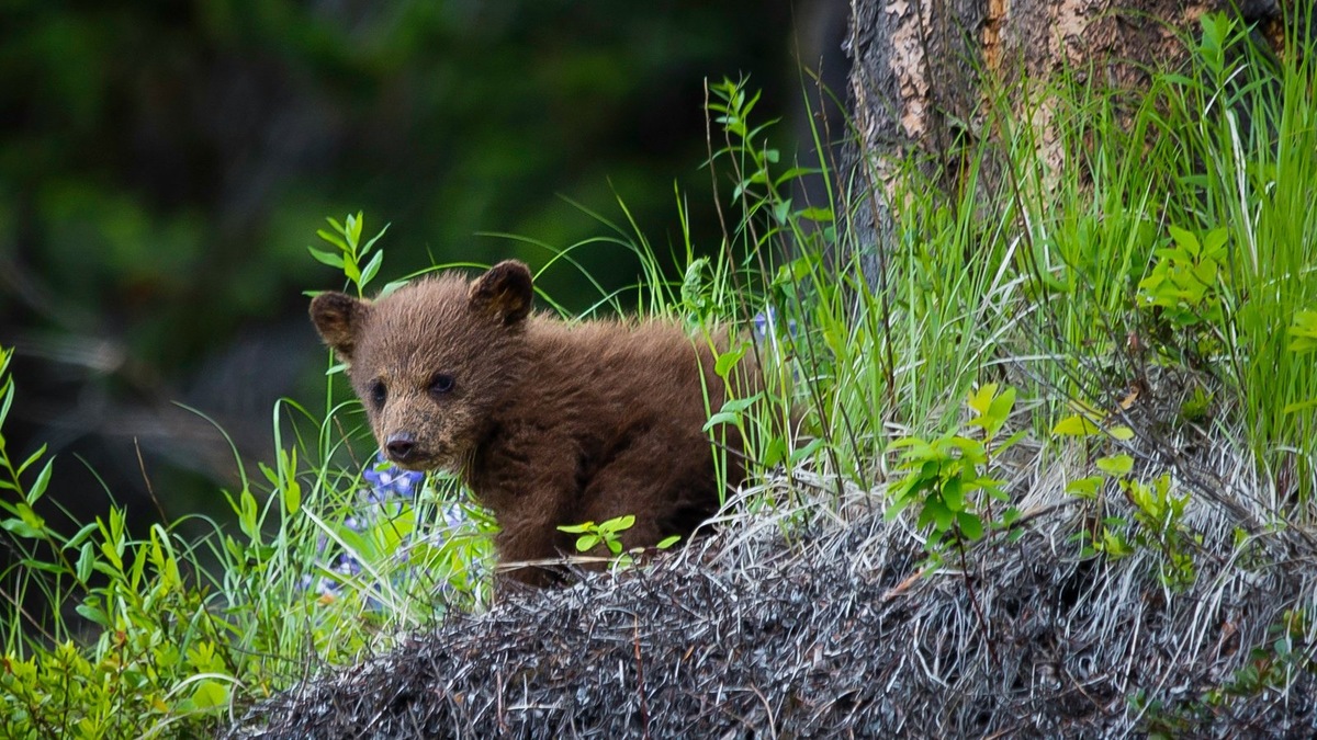    Спасенный медвежонок тяжело адаптировался к новой жизни без людей. Фото несет иллюстративный характер