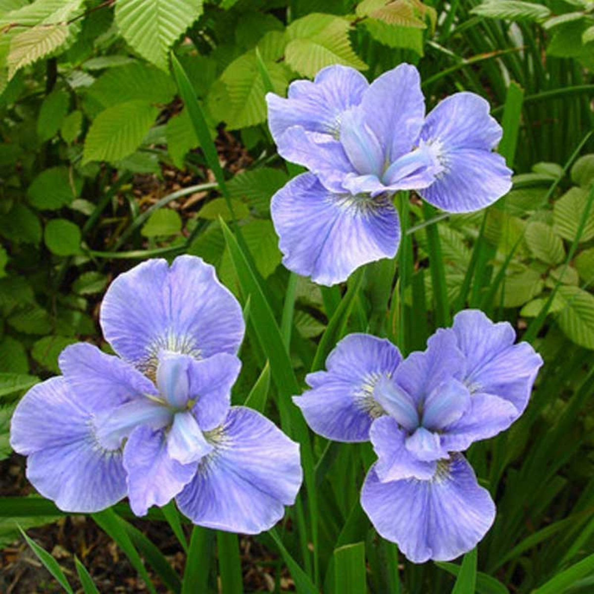 Ирис сибирский (Iris sibirica). Включен в региональные Красные книги, например, Свердловская область, Республика Коми, Смоленская и Псковская области.