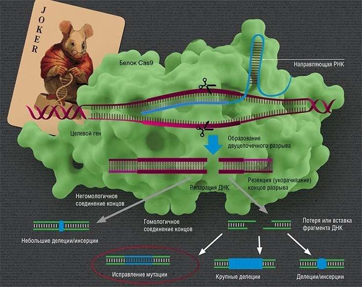 Главным действующим лицом системы геномного редактирования CRISPR/Cas является 
комплекс РНК с белком Cas9 бактерии Streptococcus pyogenes. В этом 
комплексе направляющая РНК отвечает за распознавание гена-мишени, а 
белок вносит разрыв. Репарация ДНК в месте разрыва может происходить 
разными путями. При «прямом» сшивании путем негомологичного соединения 
концов в ДНК с большой частотой могут возникнуть мутации. Также можно 
исправить первоначальную мутацию путем гомологичной рекомбинации с 
сестринской хромосомой либо искусственной донорской молекулой ДНК. При 
этом возможно образование случайных мутаций, связанных с потерей или 
вставкой нуклеотидов. По: (Ceccaldi et al., 2016)