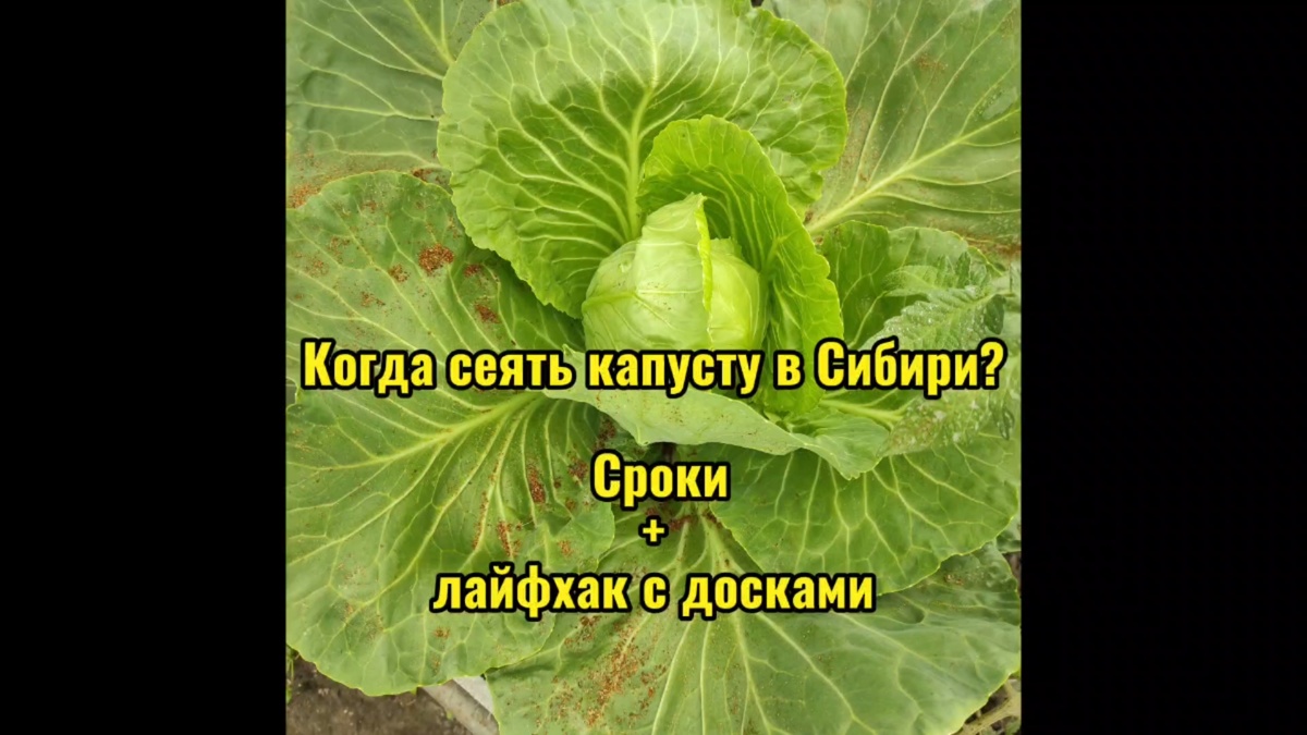 Капуста. Когда сеять на рассаду