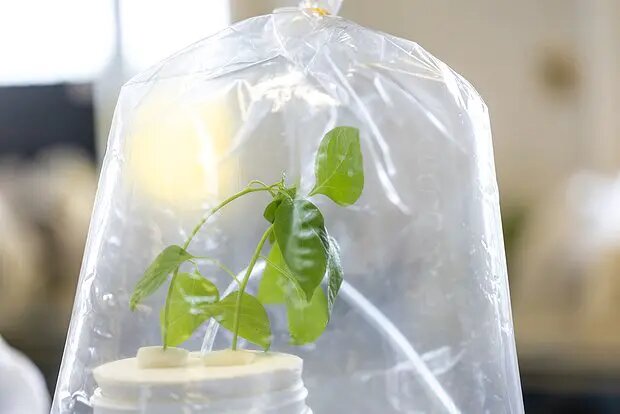    Источник: lenta.ru/ Максим Чижов