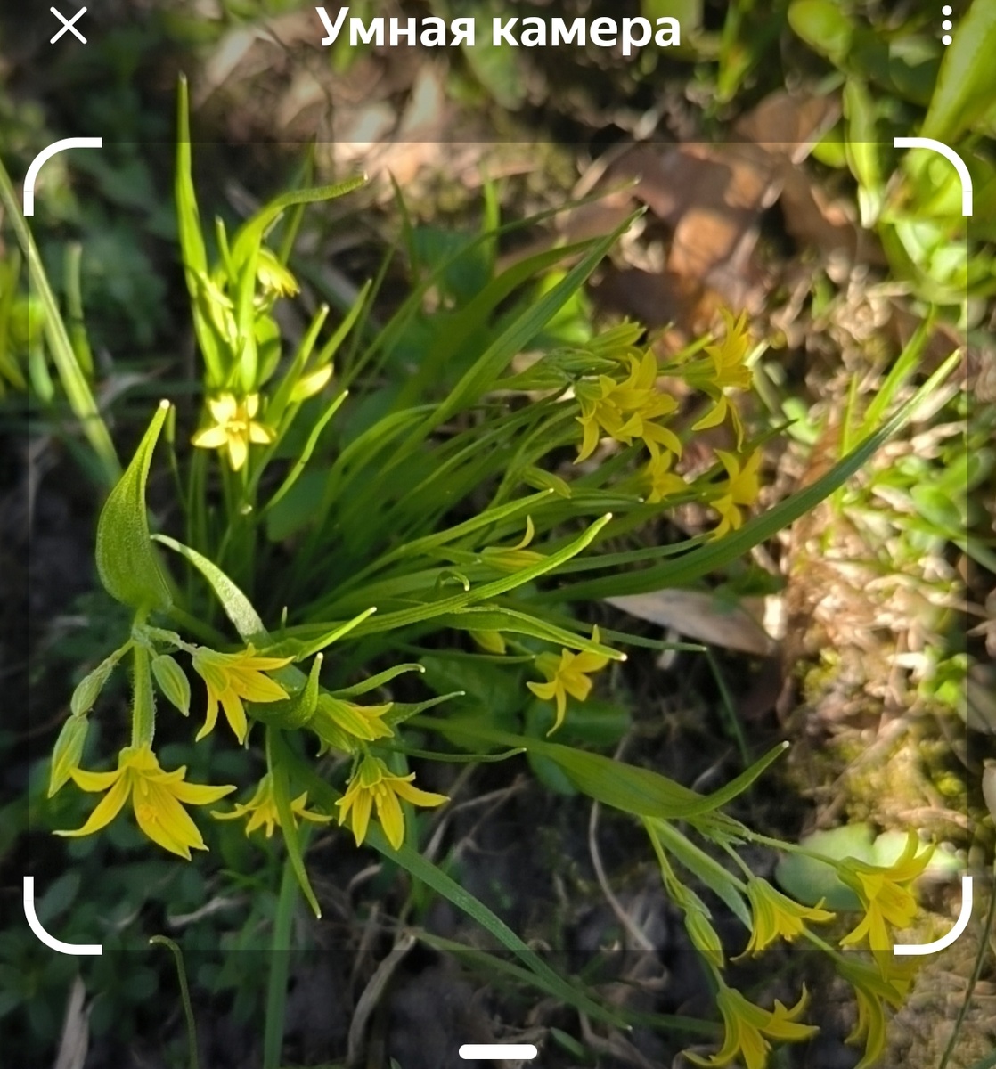 Гусиный лук, семейство лилейные