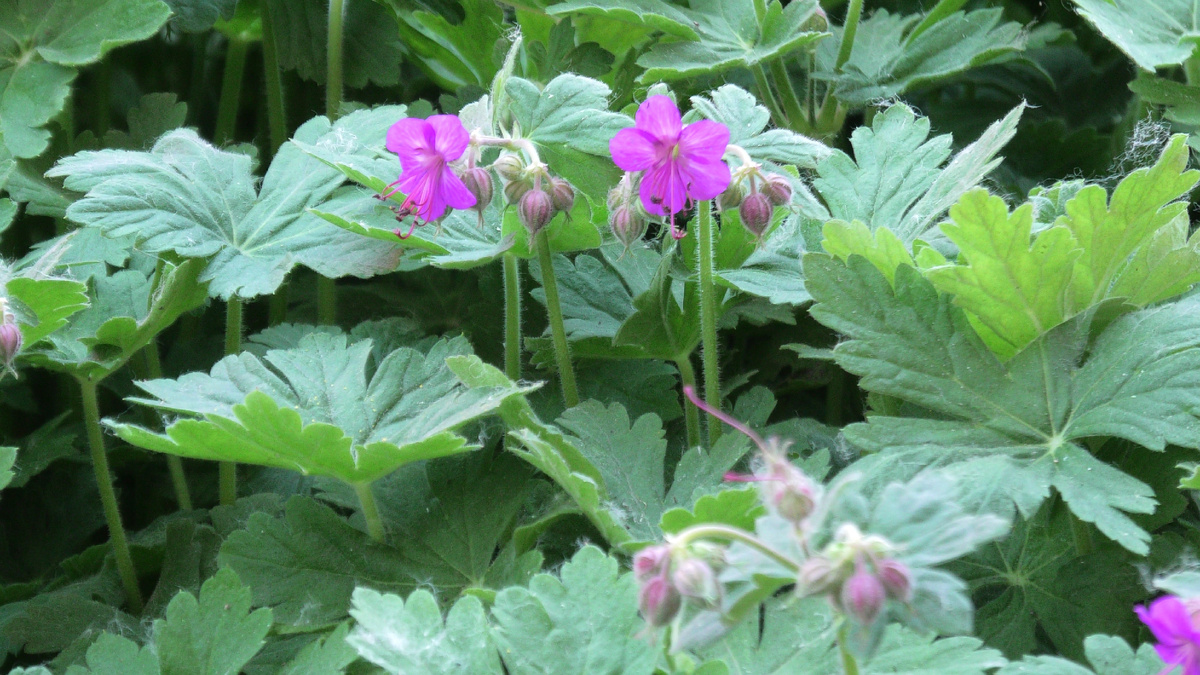 Герань садовая. Фото автора