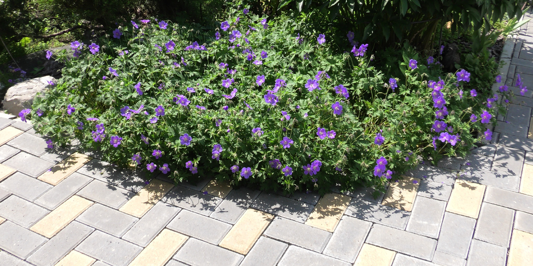 Герань многолетняя: традиционное растение европейских садов