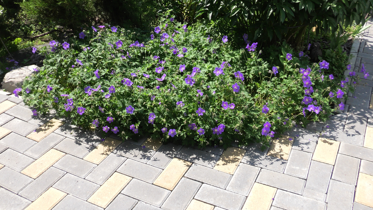 Герань гибридная. Фото автора